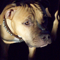 American Staffordshire Terrier