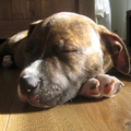 Bruno is hier 8 weekjes jong, hier ligt hij heerlijk te slapen in de zon