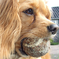 Teske wil eindelijk eens een bal apporteren, voorheen alles behalve een bal. Hij past ook maar net in haar bekkie!