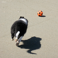 Jip kon met 8 weken al voetballen ...