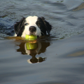 mijn hond is  hele maal gek van voetbal!!!!!!!!!!
