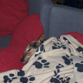 Mijn hondje lag het liefst van al onder een dekentje om te slapen ...