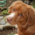 Nova Scotia Duck Tolling Retriever