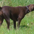 Duitse Staande Hond, Korthaar