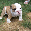 Engelse Bulldog