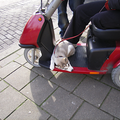 toen ik pup was kon ik altijd lekker liggen op de scootmobiel
helaas ben ik er nu te groot voor 
