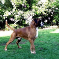 Boxer