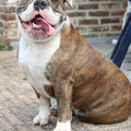 Old English Bulldog