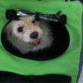 Koekoek! Aïcha hier! Hier zie je mijn gloednieuw vervoersmiddel; mijn hondenfietskar! 