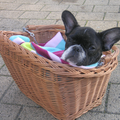 snoopy was voor het eerst mee geweest in het fietsmandje en was onderweg in slaap gevallen. hij wilde er , eenmaal thuis gekomen,niet meer uit. we hebben hem dus met mand en al in huis gezet.