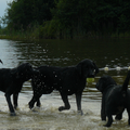 Labrador