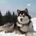 Alaskan Malamute