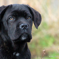 Cane Corso Italiano