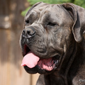 Cane Corso Italiano