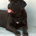 Cane Corso Italiano