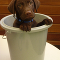 Labrador