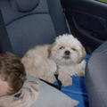 Samen kunnen ze heerlijk slapen achter in de auto.Beiden uiteraard in een riem