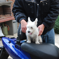Hier zie je onze kleine pup Amy, ze zit op de scooter van John, haar baasje.