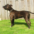 American Staffordshire Terrier
