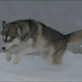 Siberische Husky