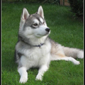 Siberische Husky