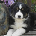 Australian Shepherd