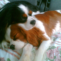Cavalier King Charles Spaniel