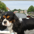 Scylla met op de achtergrond het stadje Dokkum in Friesland.