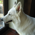Zwitserse Witte Herder