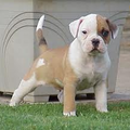 Amerikaanse Bulldog