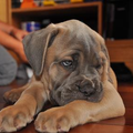 Cane Corso Italiano
