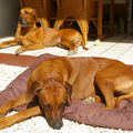 Rhodesian Ridgeback