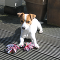 Jack Russell Terrier