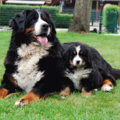 Berner Sennenhond