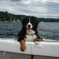 Berner Sennenhond