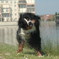 Berner Sennenhond