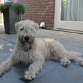 Irish Softcoated Wheaten Terriër