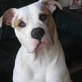Amerikaanse Bulldog