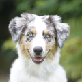 Australian Shepherd
