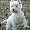 West Highland White Terrier