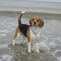 Beagle