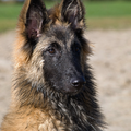 Tervuerense Herder