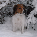 Kooikerhondje