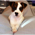 Jack Russell Terrier