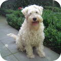 Irish Softcoated Wheaten Terriër