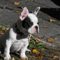 Franse Bulldog