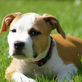 American Staffordshire Terrier