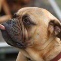 Engelse Bulldog