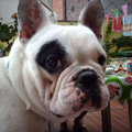 Franse Bulldog
