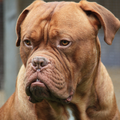 Bordeauxdog